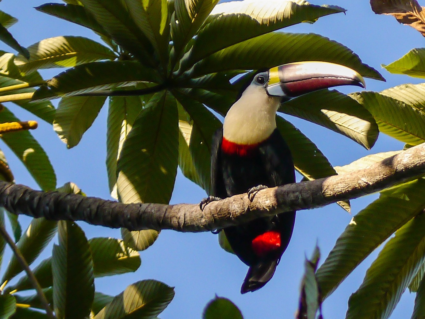 White-throated Toucan Identification Guide