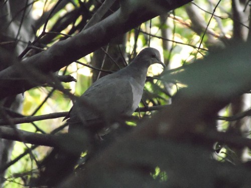 White-tipped Dove