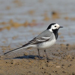 White Wagtail Identification Guide