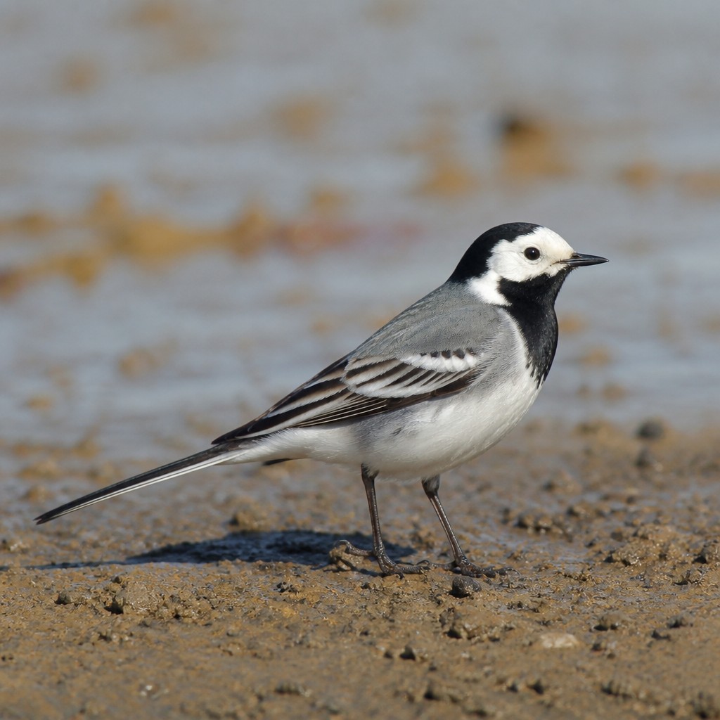 White Wagtail (Motacilla alba)