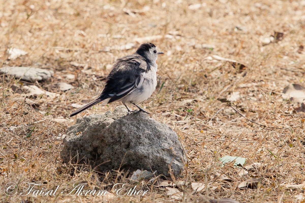 White Wagtail (Motacilla alba)