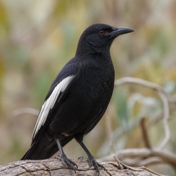 White-winged Chough Identification Guide