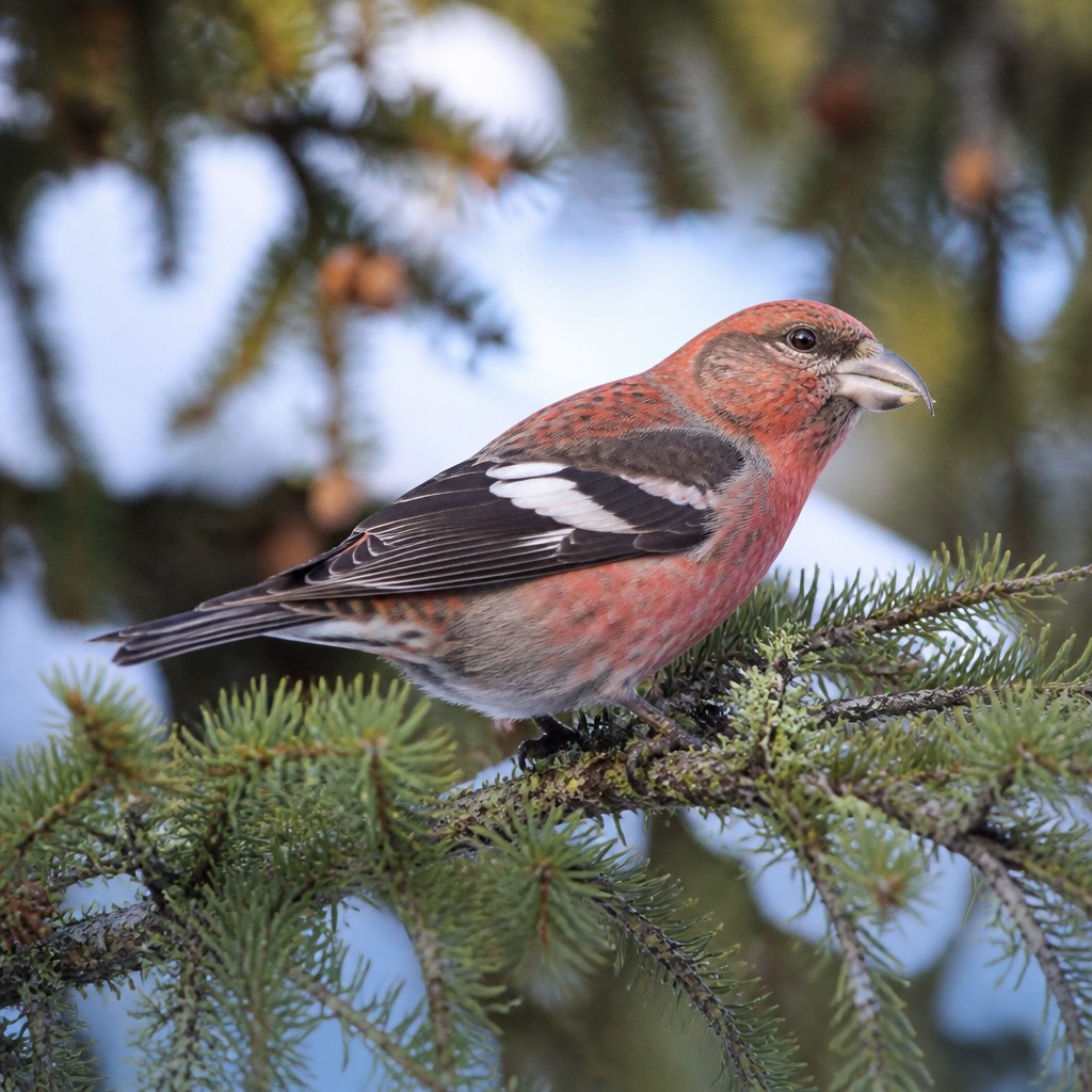 White-winged Crossbill (Loxia leucoptera)