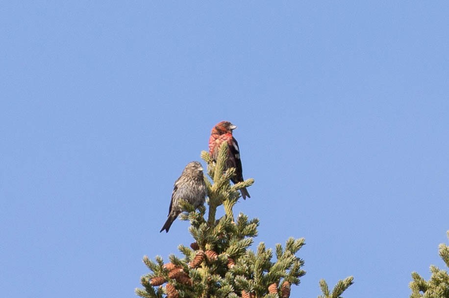 White-winged Crossbill (Loxia leucoptera)