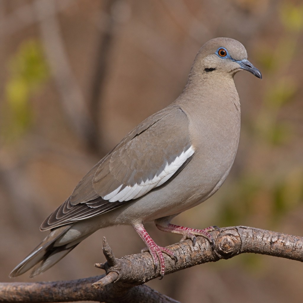 White-winged Dove