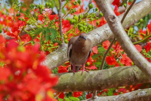 White-winged Dove