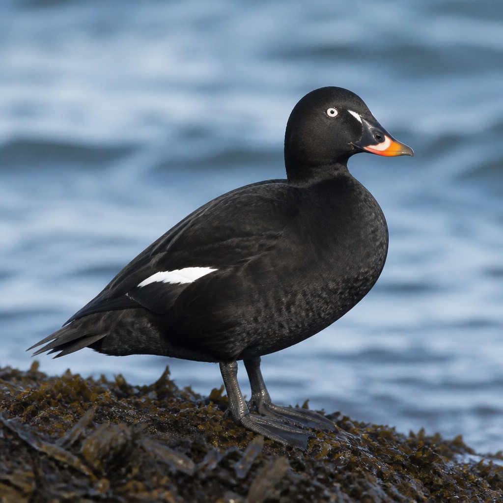 White-winged Scoter