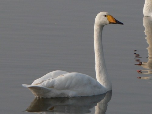 Whooper Swan
