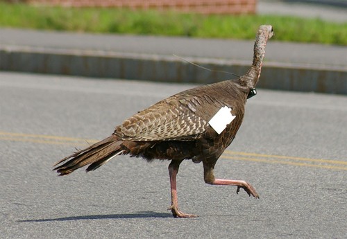Wild Turkey