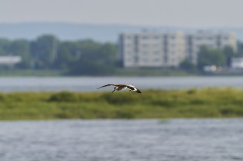 Willet