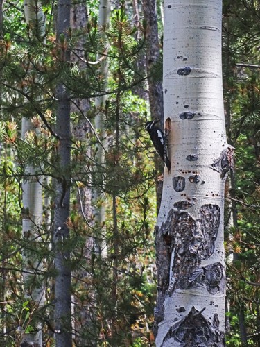 Williamson's Sapsucker