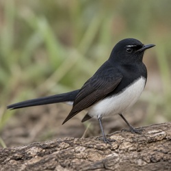Willie Wagtail Identification Guide