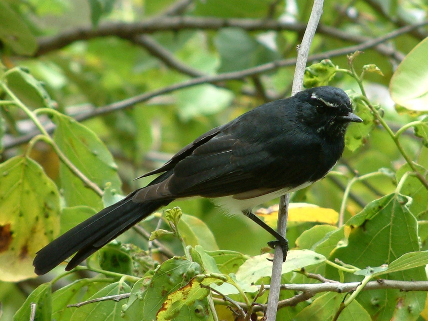 Willie Wagtail (Rhipidura leucophrys)