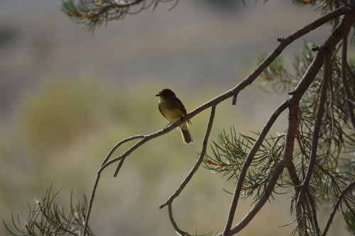 Willow Flycatcher