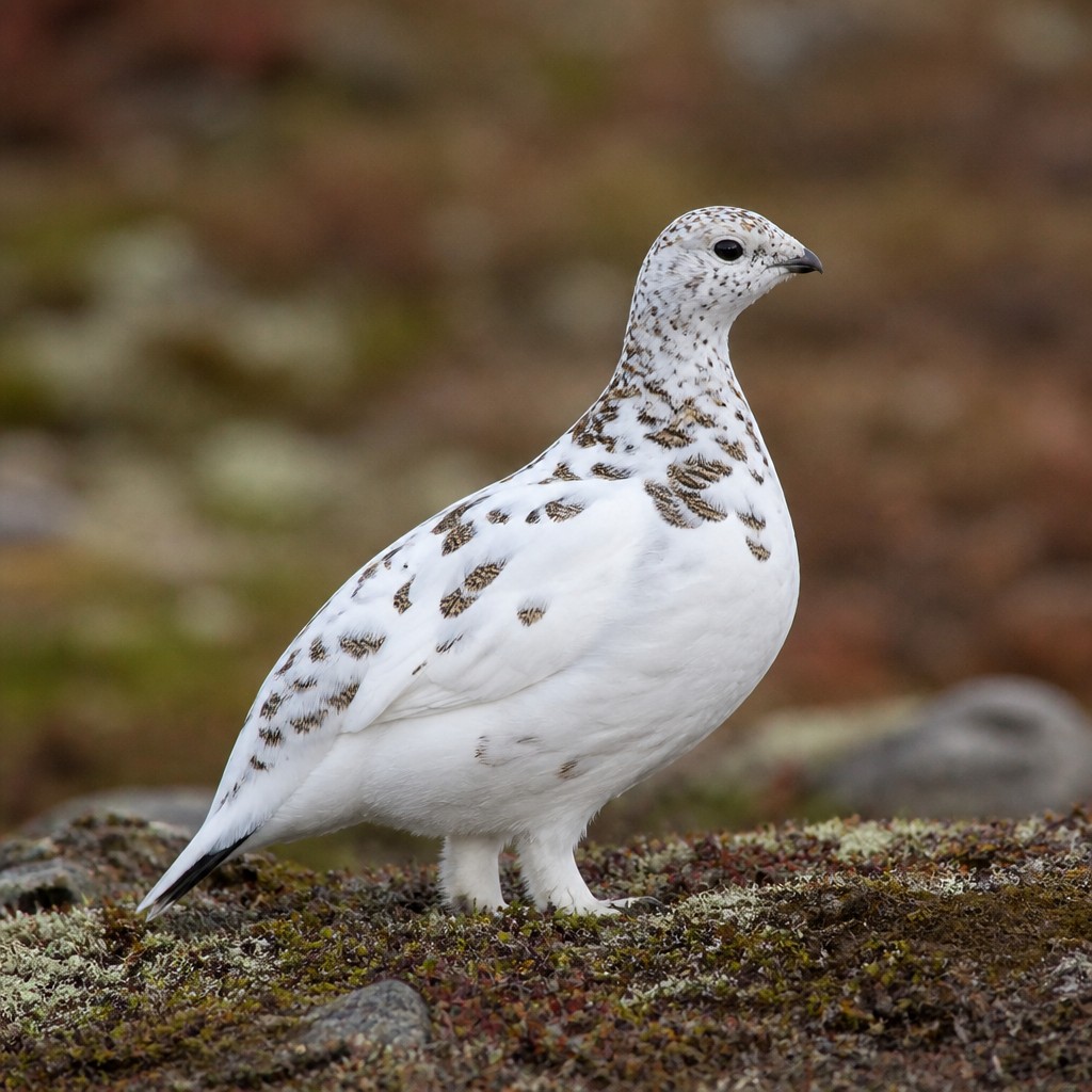 Willow Ptarmigan