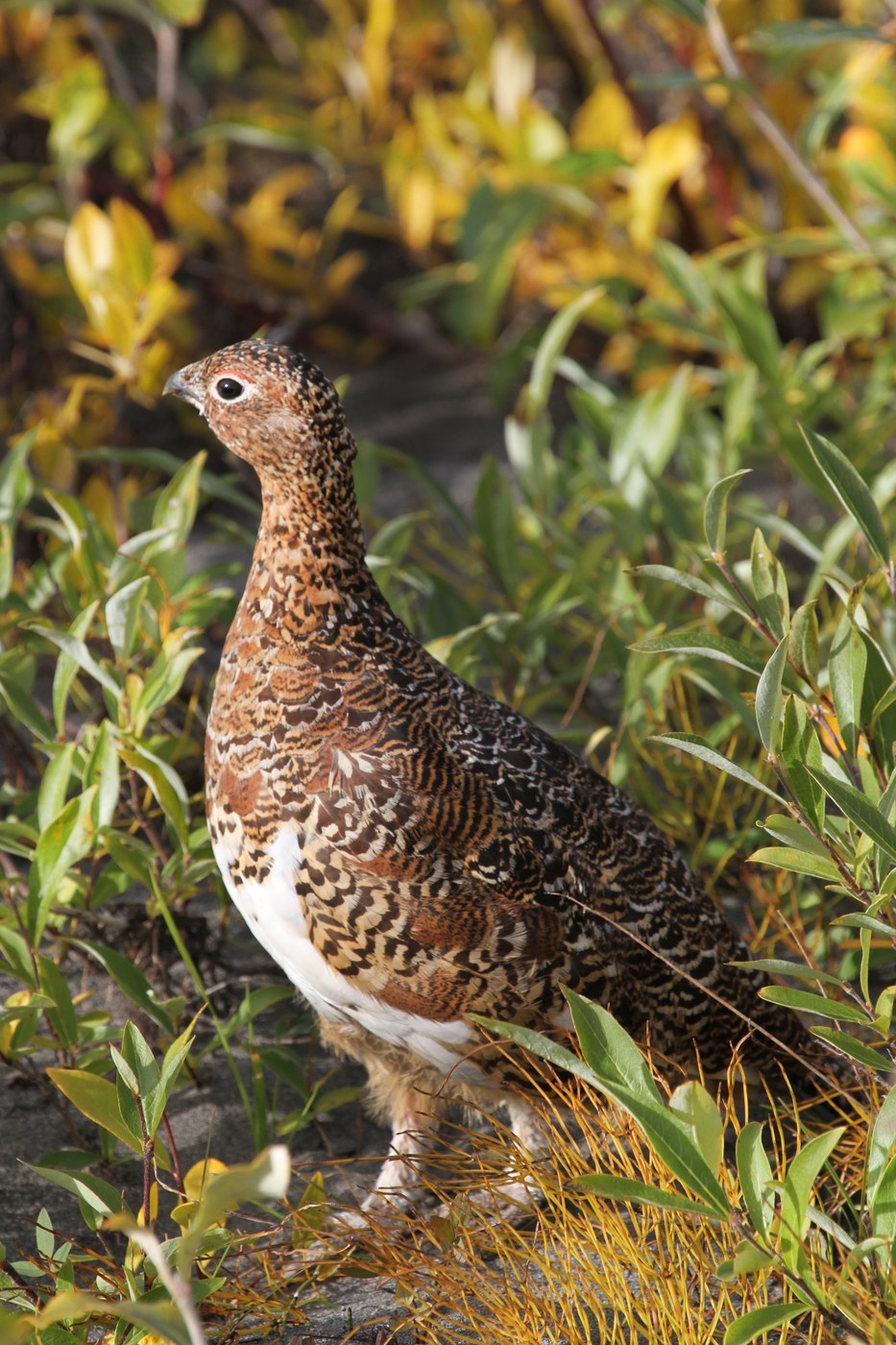 Willow Ptarmigan (Lagopus lagopus)
