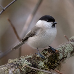 Willow Tit Identification Guide