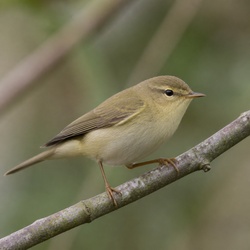 Willow Warbler Identification Guide