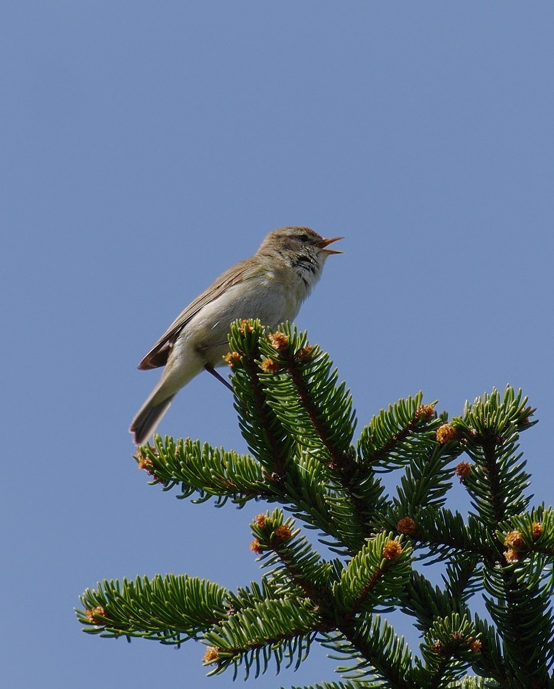 Willow Warbler (Phylloscopus trochilus)