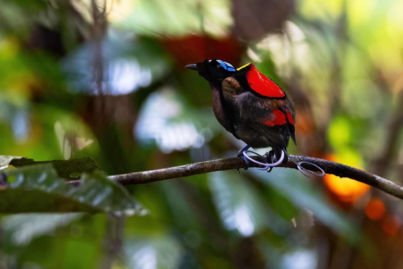 Wilson's Bird-of-paradise (Cicinnurus respublica)