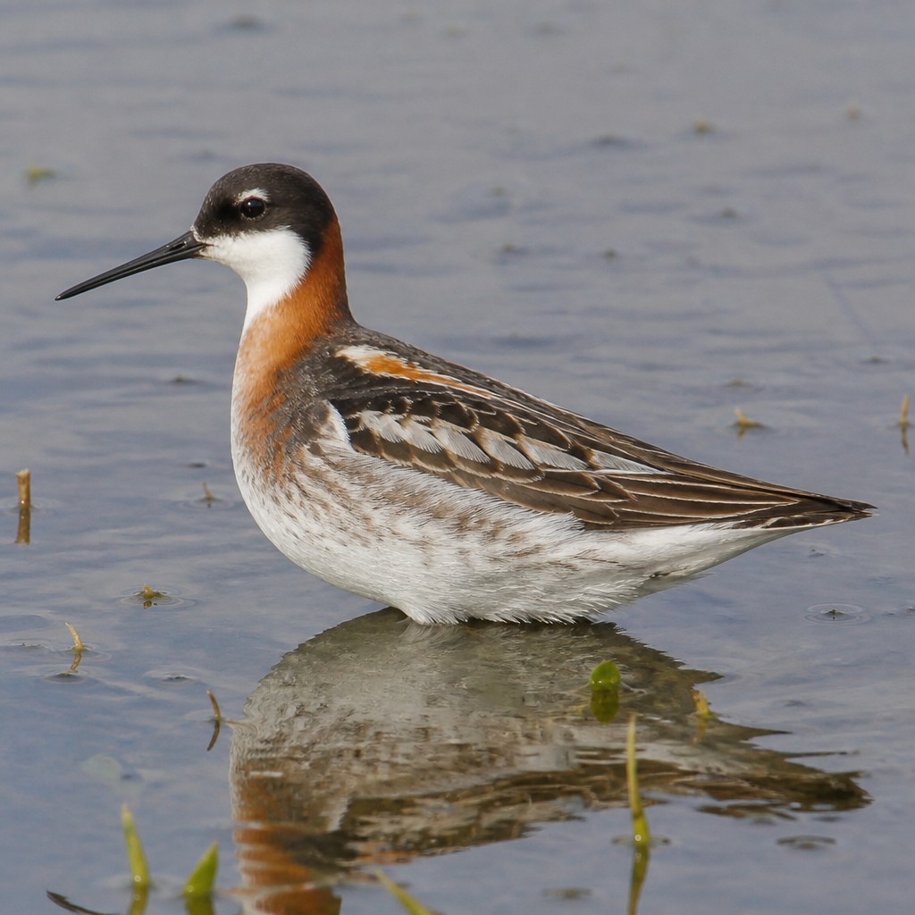 Wilson's Phalarope