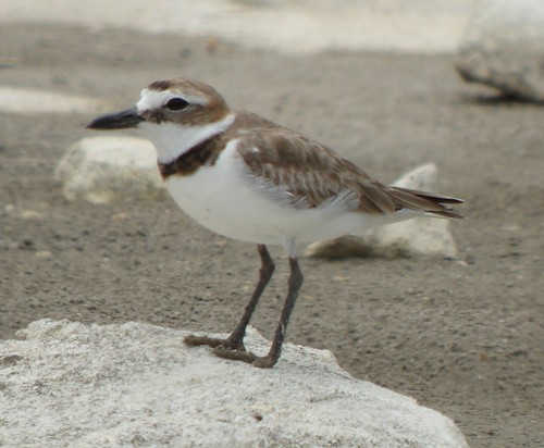 Wilson's Plover