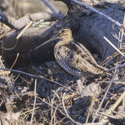 Wilson's Snipe