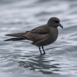 Wilson's Storm-Petrel Identification Guide