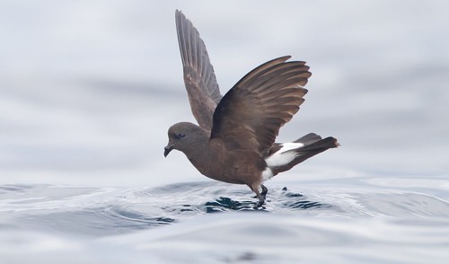 Wilson's Storm-Petrel
