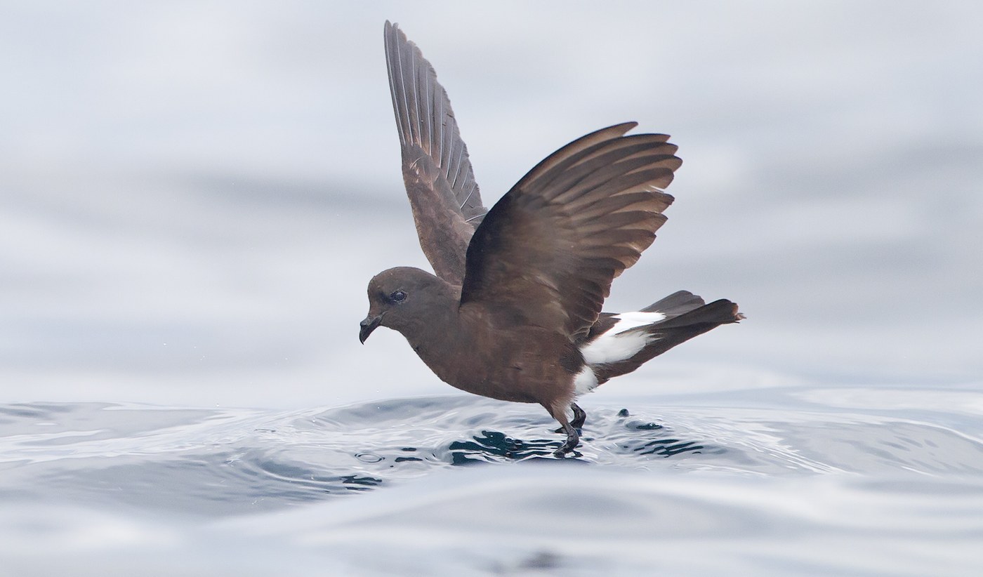 Wilson's Storm-Petrel (Oceanites oceanicus)