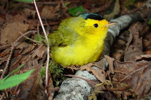 Wilson's Warbler