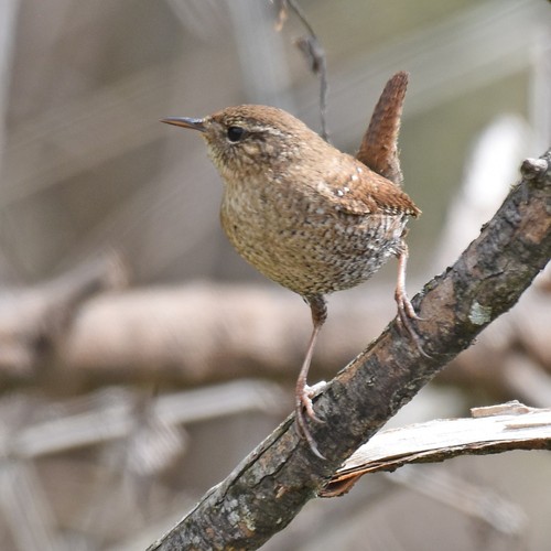 Winter Wren
