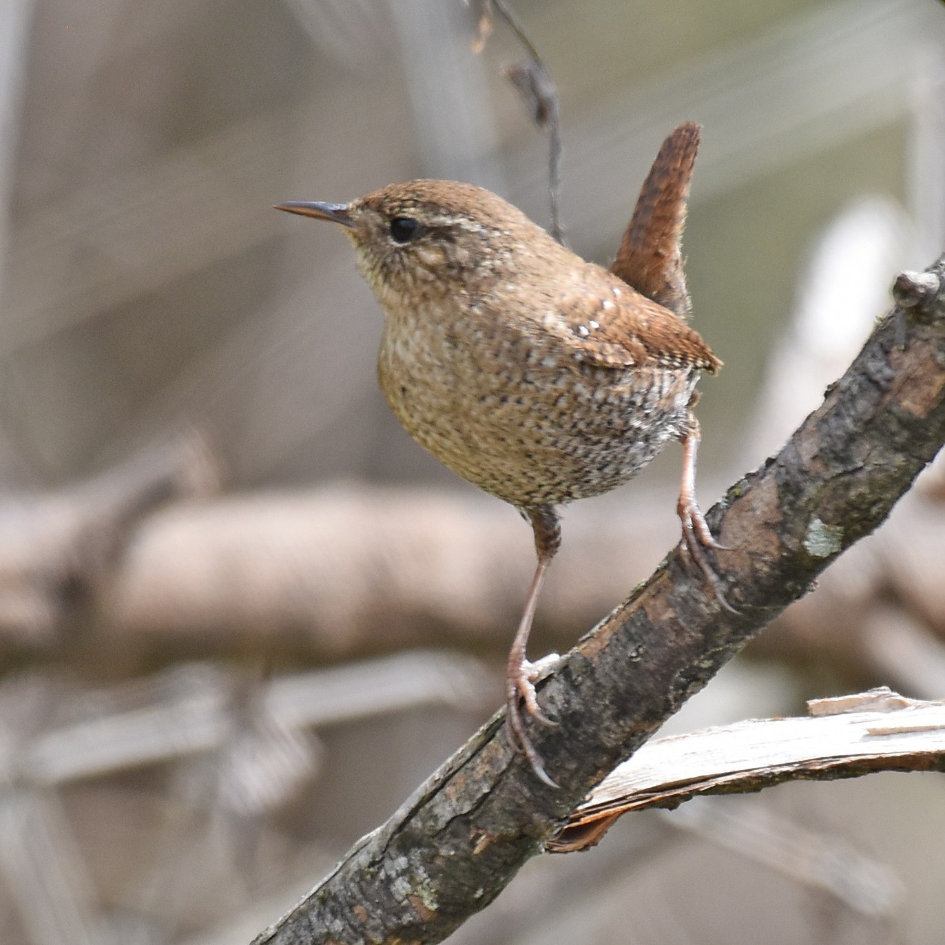 Winter Wren (Troglodytes hiemalis)