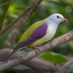 Wompoo Fruit Dove Identification Guide