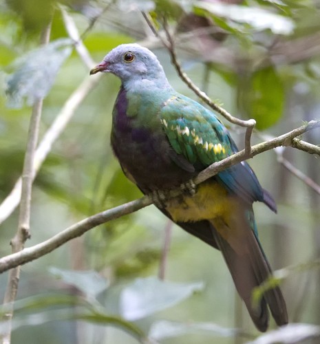 Wompoo Fruit Dove