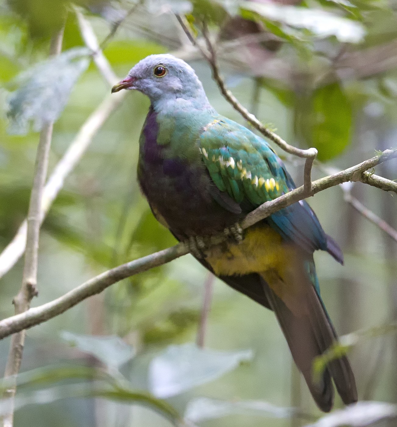 Wompoo Fruit Dove (Ptilinopus magnificus)