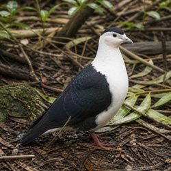 Wonga Pigeon Identification Guide