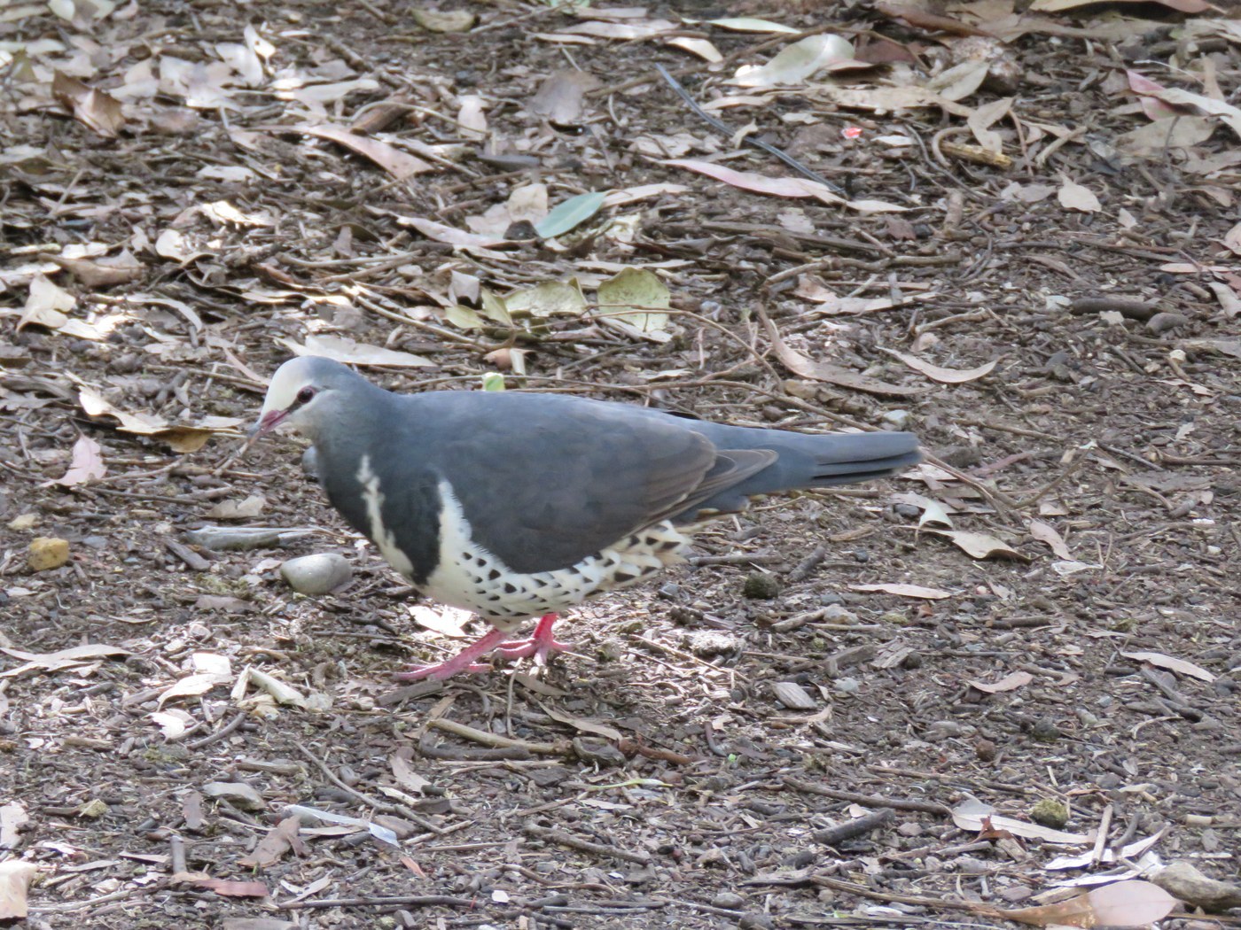 Wonga Pigeon (Leucosarcia melanoleuca)