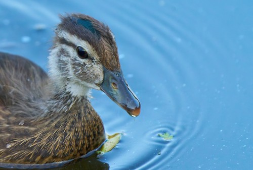 Wood Duck