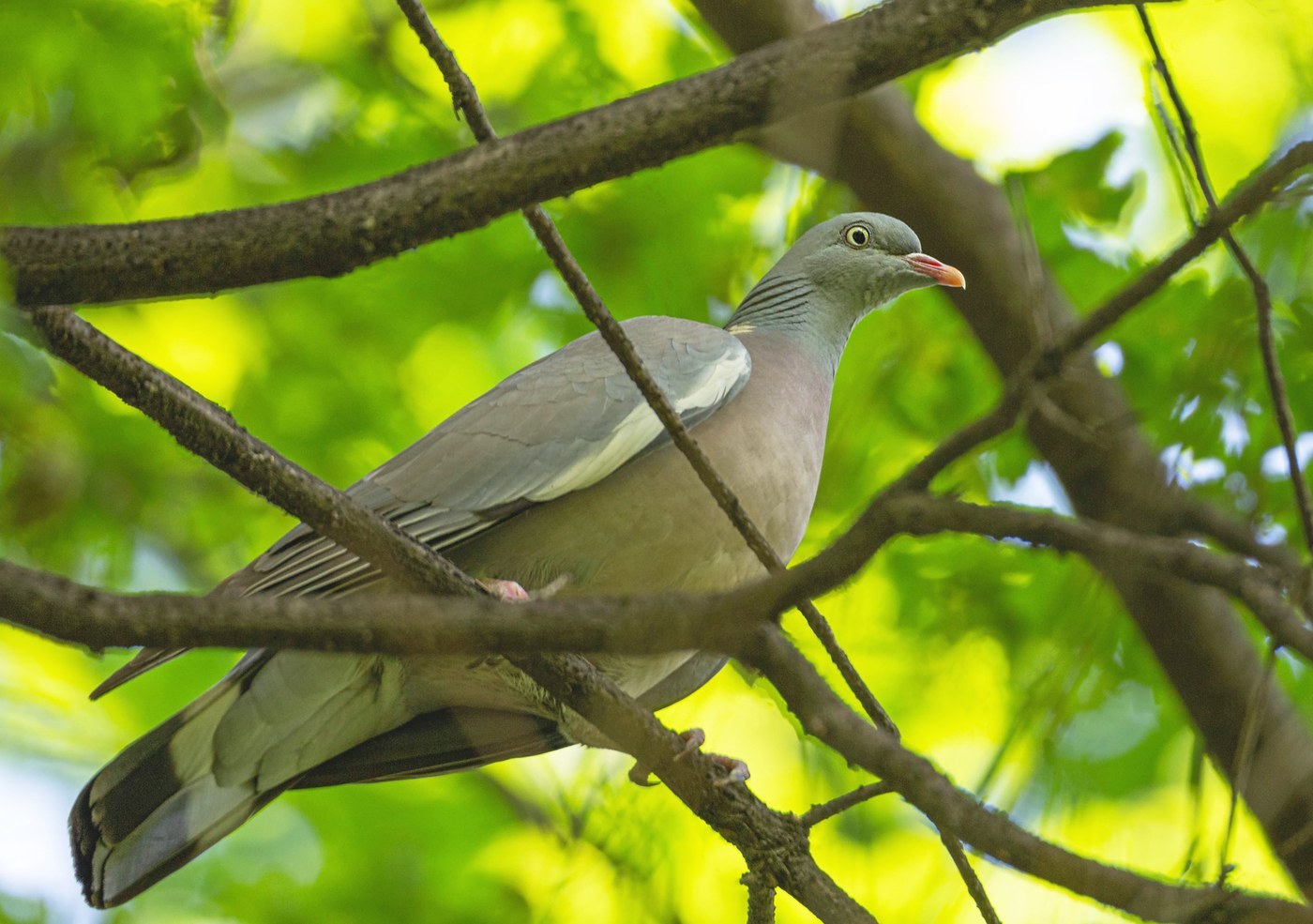 Wood Pigeon Identification Guide