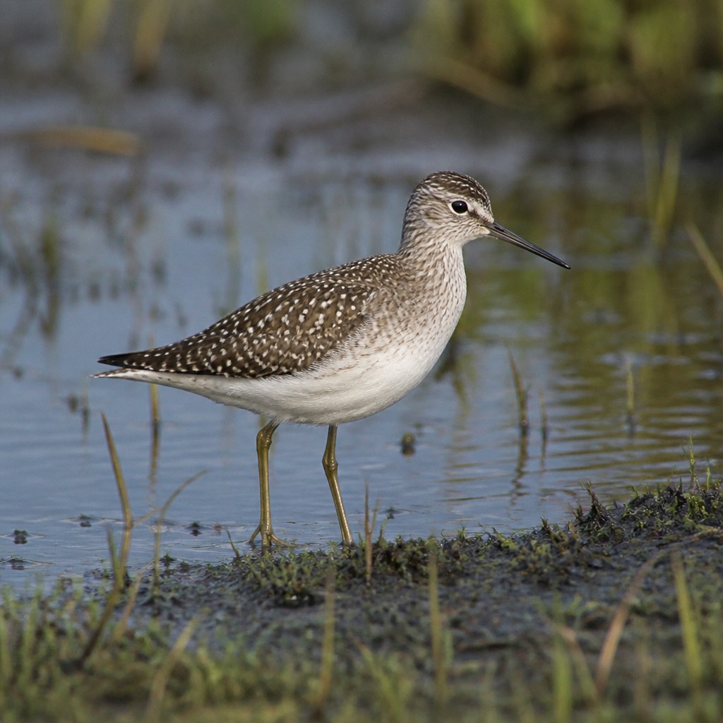Wood Sandpiper (Tringa glareola)