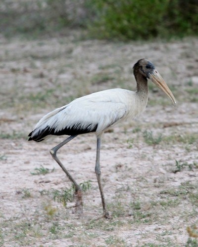 Wood Stork