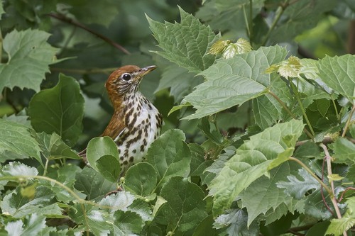Wood Thrush