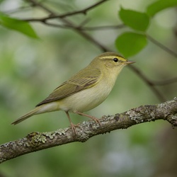 Wood Warbler Identification Guide