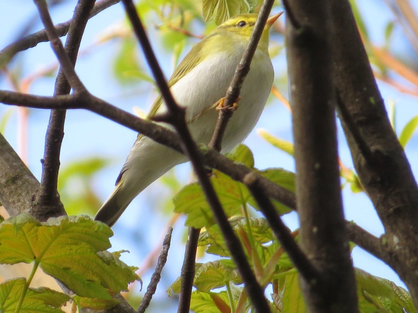 Wood Warbler (Phylloscopus sibilatrix)
