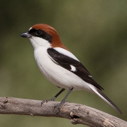 Woodchat Shrike Identification Guide
