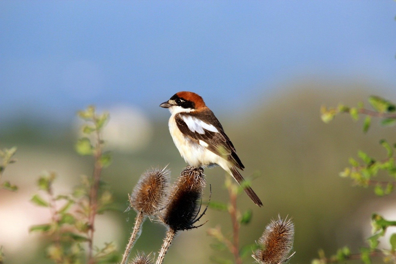 Woodchat Shrike (Lanius senator)
