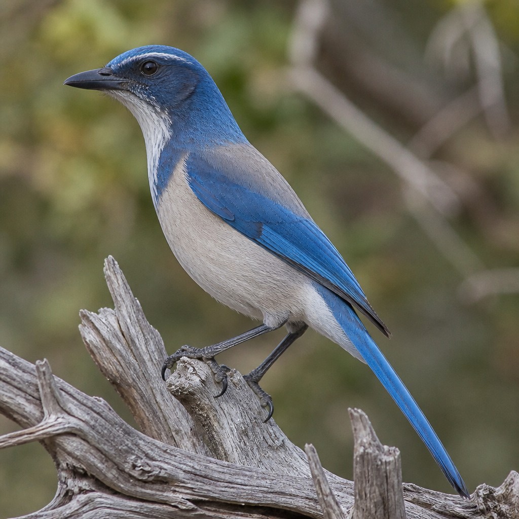 Woodhouse's Scrub-Jay