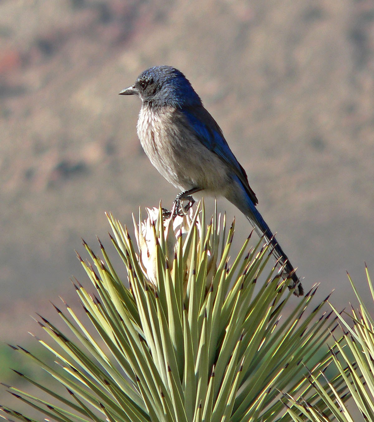 Woodhouse's Scrub-Jay (Aphelocoma woodhouseii)
