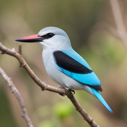 Woodland Kingfisher Identification Guide